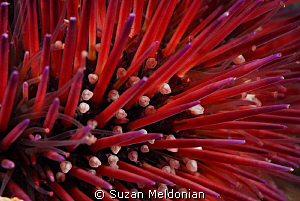 On the worst vis day of the year, I decided to only photo... by Suzan Meldonian 